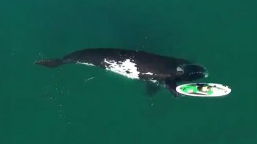 Argentine : une baleine joue avec un kayak au large de Puerto...